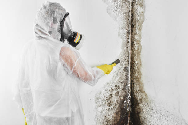 Best Office Mold Removal Services  in West Portsmouth, OH