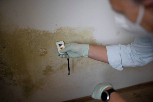 Best Commercial Mold Removal  in West Portsmouth, OH