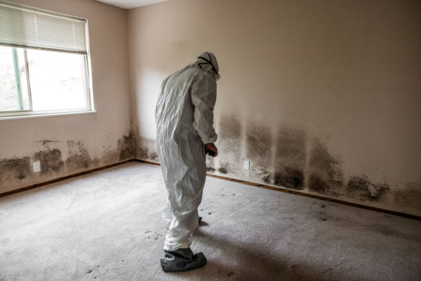 Best Certified Mold Removal  in West Portsmouth, OH