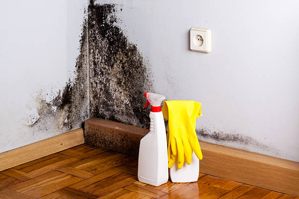 Best Local Mold Removal Service  in West Portsmouth, OH