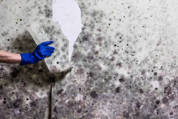 Best Commercial Mold Removal  in West Portsmouth, OH