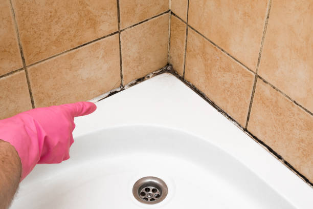 Best Residential Mold Removal  in West Portsmouth, OH